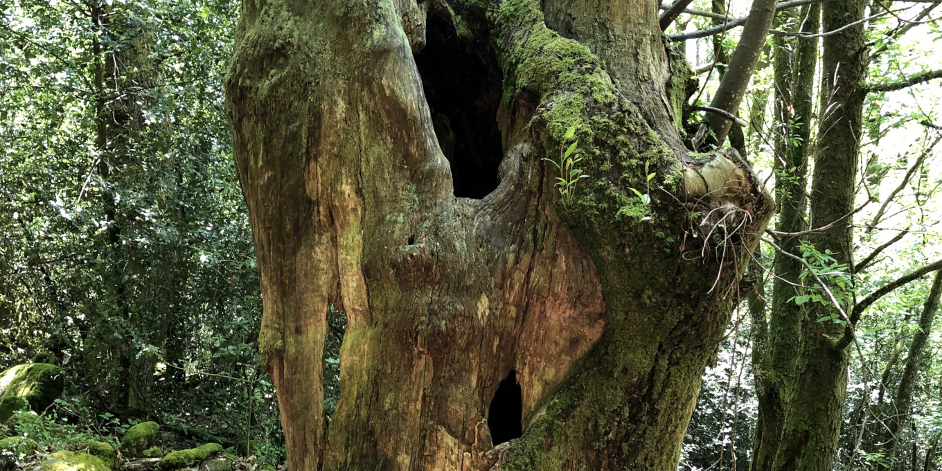 Animer un atelier autour de l'arbre mort ou sénescent : un arbre plein de vie(s) !